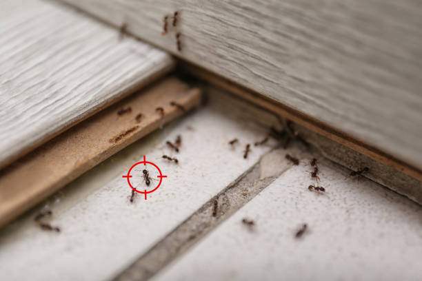 Best Spider Control Near Me  in Brighton, MI