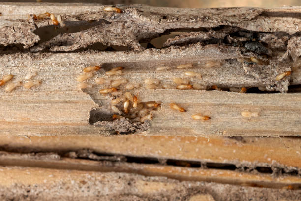 Best Cockroach Control Services  in Brighton, MI