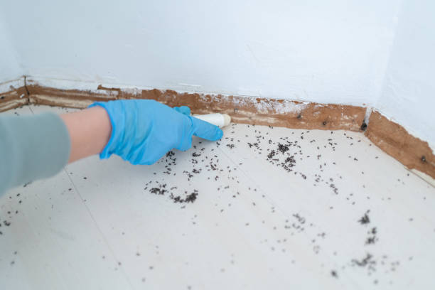 Insect Control in Brighton, MI